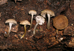Roridomyces austrororidus