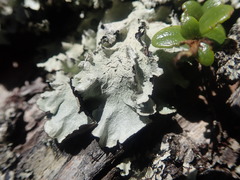 Parmotrema austrocetratum