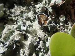 Parmotrema austrocetratum