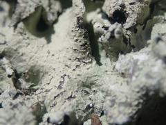 Parmotrema austrocetratum