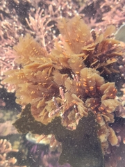 Aglaophenia struthionides