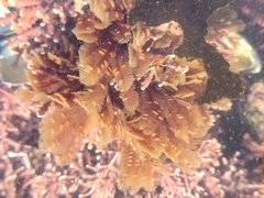 Aglaophenia struthionides