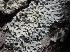 Hypotrachyna osseoalba