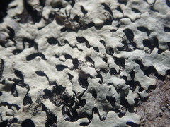 Hypotrachyna osseoalba