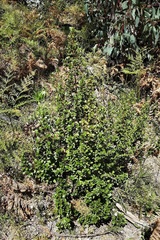 Coprosma hirtella