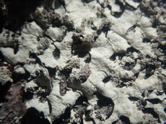 Hypotrachyna osseoalba