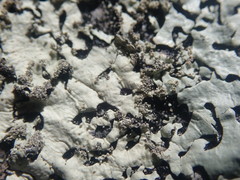 Hypotrachyna osseoalba