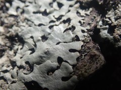 Hypotrachyna osseoalba