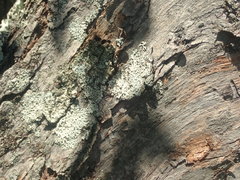 Hypotrachyna osseoalba