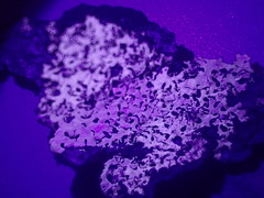 Hypotrachyna osseoalba