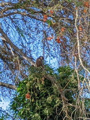 Chlorocebus pygerythrus hilgerti