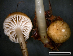 Roridomyces austrororidus