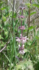 Stachys ajugoides