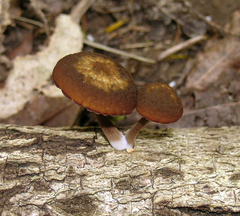 Simocybe phlebophora
