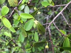 Erythroxylum australe