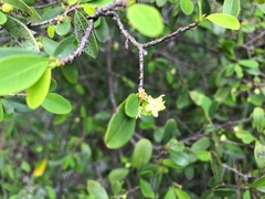 Erythroxylum australe