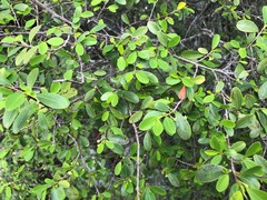 Erythroxylum australe