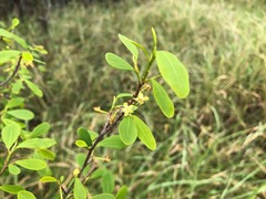 Erythroxylum australe