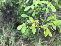 Erythroxylum australe