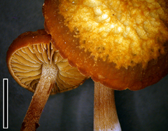 Simocybe phlebophora