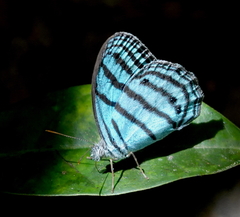 Cepheuptychia cephus