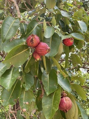 Syzygium suborbiculare