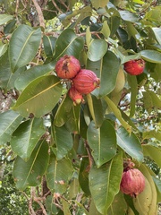 Syzygium suborbiculare