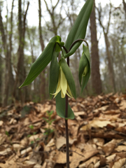 Uvularia perfoliata