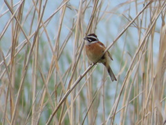 Emberiza cioides