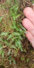 Symphyogyna subsimplex