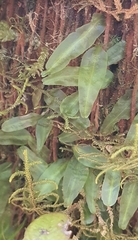 Symphyogyna subsimplex
