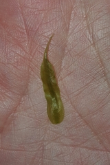 Symphyogyna subsimplex