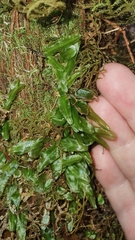 Symphyogyna subsimplex
