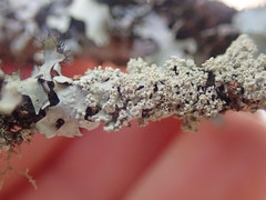 Hypotrachyna osseoalba