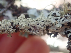 Hypotrachyna osseoalba