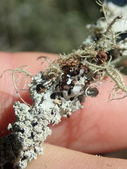 Hypotrachyna osseoalba