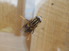 Helophilus antipodus