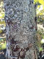 Hypotrachyna osseoalba