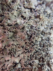 Hypotrachyna osseoalba