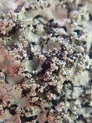 Hypotrachyna osseoalba