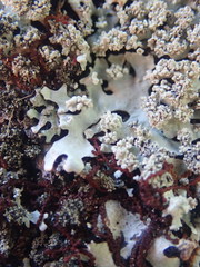 Hypotrachyna osseoalba