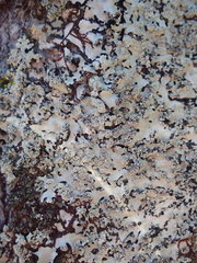 Hypotrachyna osseoalba