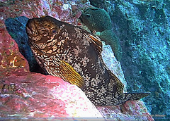 Aplodactylus arctidens