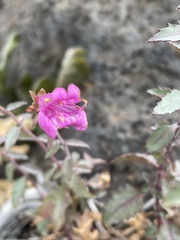 Penstemon richardsonii dentatus