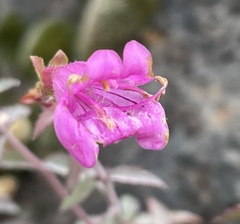 Penstemon richardsonii dentatus