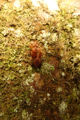 Amphipsalta zelandica