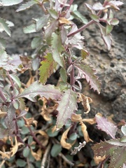 Penstemon richardsonii dentatus