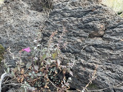 Penstemon richardsonii dentatus