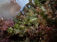 Sacoproteus smaragdinus