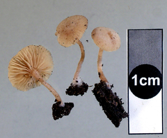 Tubaria pallidissima